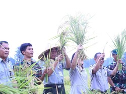 80 Ha Lahan Padi di Pandeglang Siap Dipanen