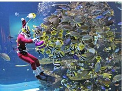 Rayakan Natal di S.E.A. Aquarium Bareng Salah Satu Pari Terlangka