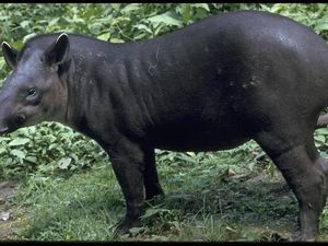 Tapir Cleopatra Ramal Korsel akan Dikalahkan Swedia