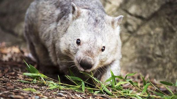 Foto: Ini Winnie, Wombat Tertua Berusia 31 Tahun di Australia