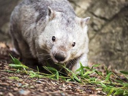 Tasmania Buka Lowongan Kerja Unik: Pemburu Hantu, Pengamat Bintang