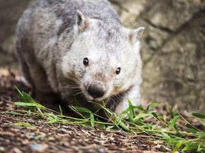 Tasmania Buka Lowongan Kerja Unik: Pemburu Hantu, Pengamat Bintang Tasmania Buka Lowongan Kerja Unik: Pemburu Hantu, Pengamat Bintang