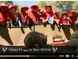 Wombat Tertua Rayakan Ulang Tahun Ke-31