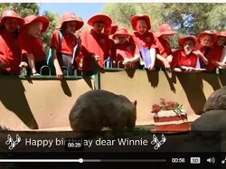 Wombat Tertua Rayakan Ulang Tahun Ke-31