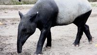 Foto: Sempat Bikin Takut Warga, Ini Aneka Macam Tapir