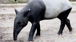 Foto: Sempat Bikin Takut Warga, Ini Aneka Macam Tapir