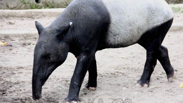 Foto: Sempat Bikin Takut Warga, Ini Aneka Macam Tapir