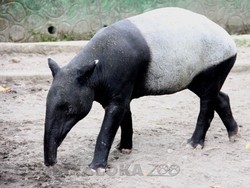 Tentang Tapir yang Bikin Geger karena Nyasar ke Kolam Ikan