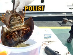 Penyelundupan Telur Ketam Tapak Kuda di Sumsel Digagalkan