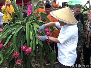 Punya Prospek Cerah, Banyuwangi Kembangkan Buah Naga Organik Punya Prospek Cerah, Banyuwangi Kembangkan Buah Naga Organik