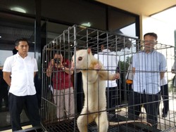 Keluar Penjara, SW Kembali Ditangkap karena Jual Kuskus di Facebook