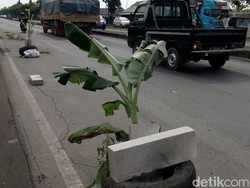 Jalan Poros Lamongan-Surabaya Kembali Ditanami Pisang
