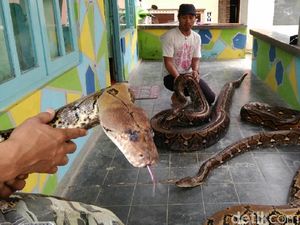 Video: Keluarga Ini Hidup dengan Belasan Piton, Ngeri Nggak Sih?