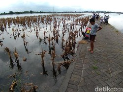 Tanggul Jebol, Puluhan Hektar Sawah Warga Kediri Terendam Banjir