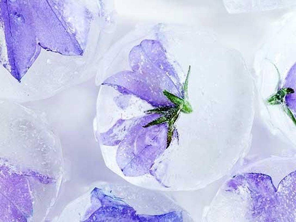 Cantik! Es Batu dengan Tambahan Bunga hingga Buah yang Rasanya Unik Cantik! Es Batu dengan Tambahan Bunga hingga Buah yang Rasanya Unik