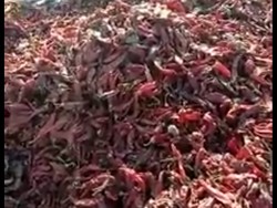 Viral Broadcast Cabai Kering Penuh Tikus Penyebab Difteri, Apa Iya?