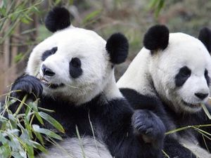 Kotoran Panda Diolah Jadi Kertas Tisu Pupup Panda