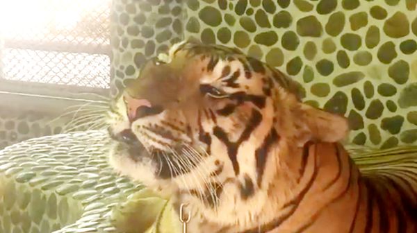 Foto: Kasihan! Wajah Harimau Ditusuk-tusuk Agar Mengaum Saat Foto