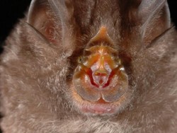 Ilmuwan Temukan 100 Spesies Baru di Sungai Mekong