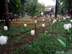 Kebun Binatang Jurug Solo Kini Dihiasi Ribuan Lampion