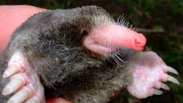 Foto: Ini Spesies Hewan Baru di Sepanjang Sungai Mekong