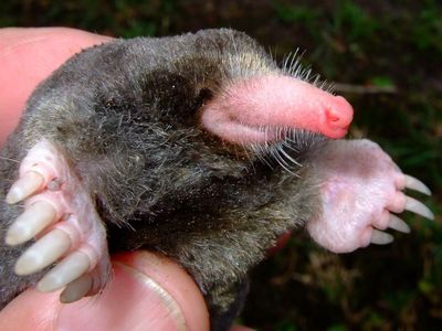 Foto: Ini Spesies Hewan Baru di Sepanjang Sungai Mekong