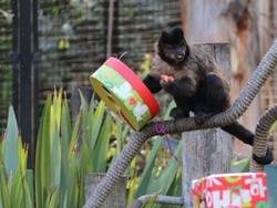 Penghuni Kebun Binatang Canberra Terima Hadiah Natal Lebih Awal