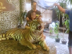 Tusuk Harimau Agar Mengaum, Kebun Binatang Thailand Dikecam
