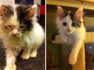 Potret Viral Perubahan Kucing Buluk Jadi Lucu Menggemaskan