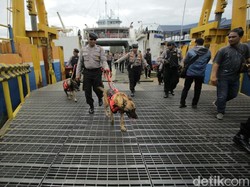 Libur Natal dan Tahun Baru, K9 Diterjunkan di Pelabuhan Ketapang