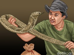 Mereka Hidup dari Kobra