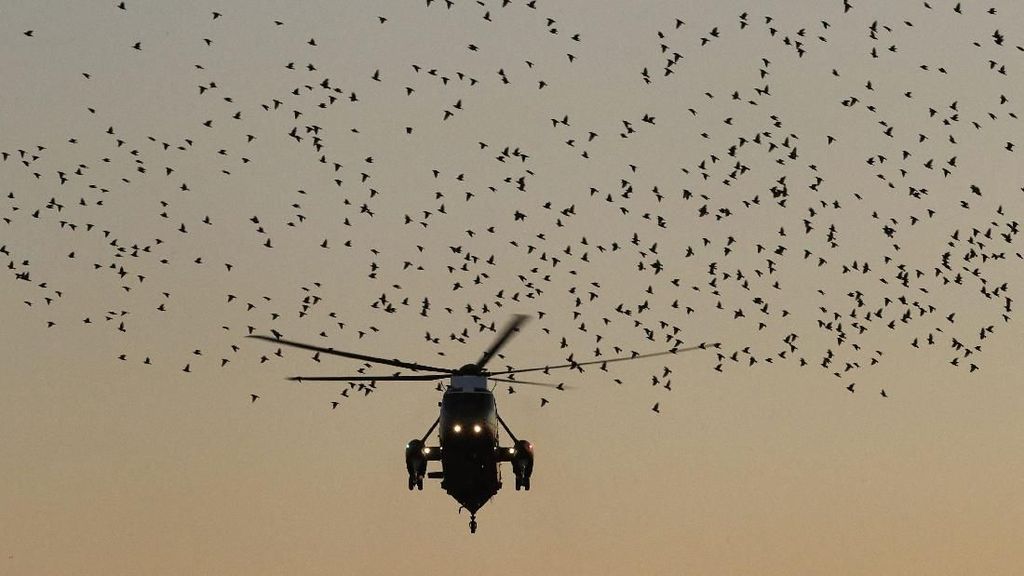 Foto: Saat Helikopter Trump Dikerumuni Burung