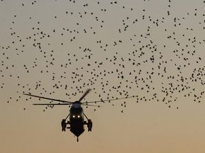 Foto: Saat Helikopter Trump Dikerumuni Burung