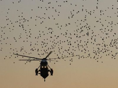 Foto: Saat Helikopter Trump Dikerumuni Burung
