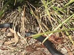 Taman Bermain di Sydney Jadi Surga Ular