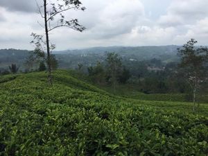 Sariwangi Pailit, Bagaimana Nasib Penjualan Teh?