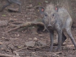 Di Jawa, Babi Paling Jelek Sedunia Terekam Kamera