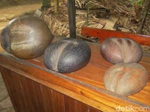 Foto: Perjalanan 5.854 Km Kelapa Ajaib dari Seychelles ke Cirebon