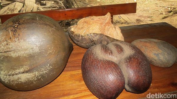 Foto: Kelapa Berbentuk Bokong dan Kelamin Pria dari Afrika