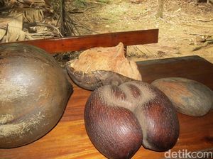 Foto: Kelapa Berbentuk Bokong dan Kelamin Pria dari Afrika