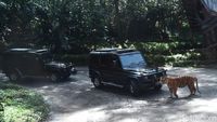 Ke Taman Safari, Mobil Rombongan Jokowi Dicegat Harimau