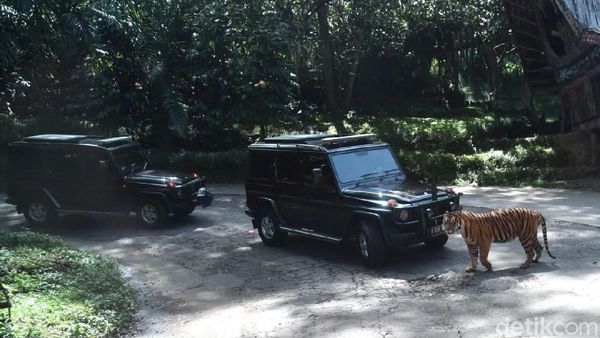 Ke Taman Safari, Mobil Rombongan Jokowi Dicegat Harimau