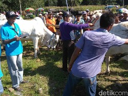 Mengisi Liburan dengan Melihat Kontes Sapi di Purworejo