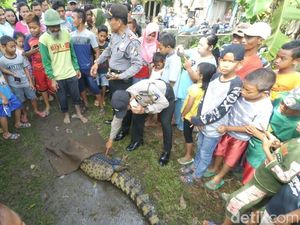 Warga Jombang Tangkap Seekor Buaya di Sungai Becek