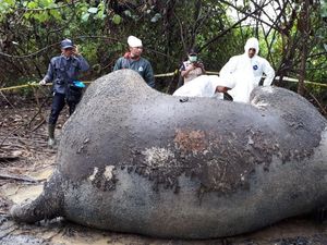 Diduga Diracun, Gajah Betina yang Hamil Tua Ditemukan Tewas