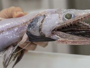 Temuan Makhluk Laut Paling Aneh 2017