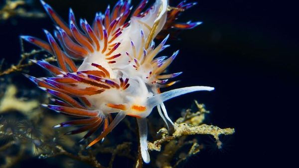 10 Hewan Laut Paling Aneh 2017