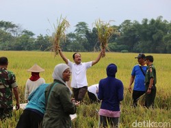 Pupuk Organik Bantuan Bupati Ipong Naikkan Hasil Panen Petani