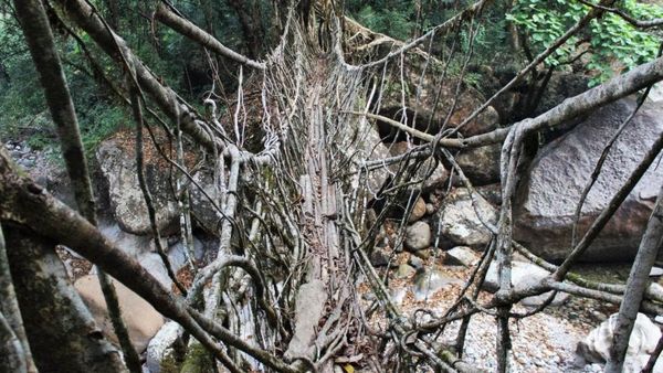 Keren, Pria Ini Buat Jembatan dari Akar Hidup