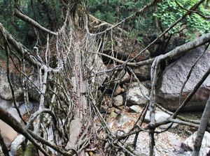 Keren, Pria Ini Buat Jembatan dari Akar Hidup